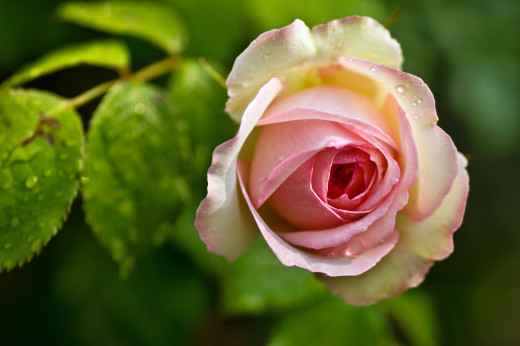 755935 (a): :2500x1663